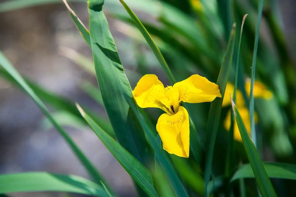 Iris Wilsonii