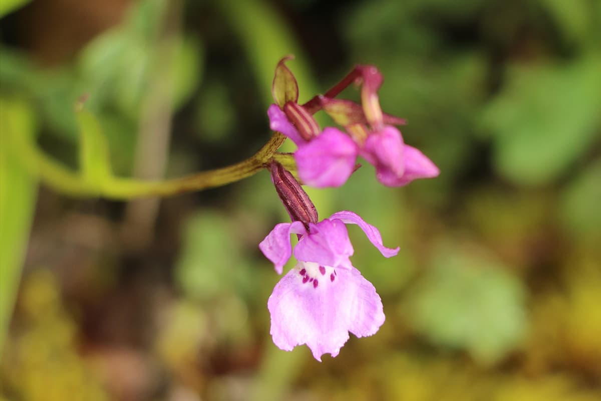 Orchis Chusua