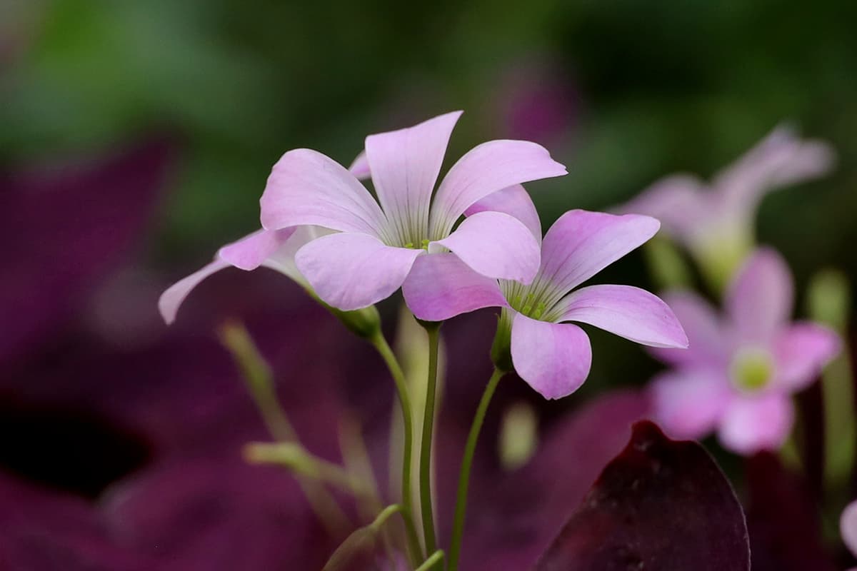 Oxalis Triangularis