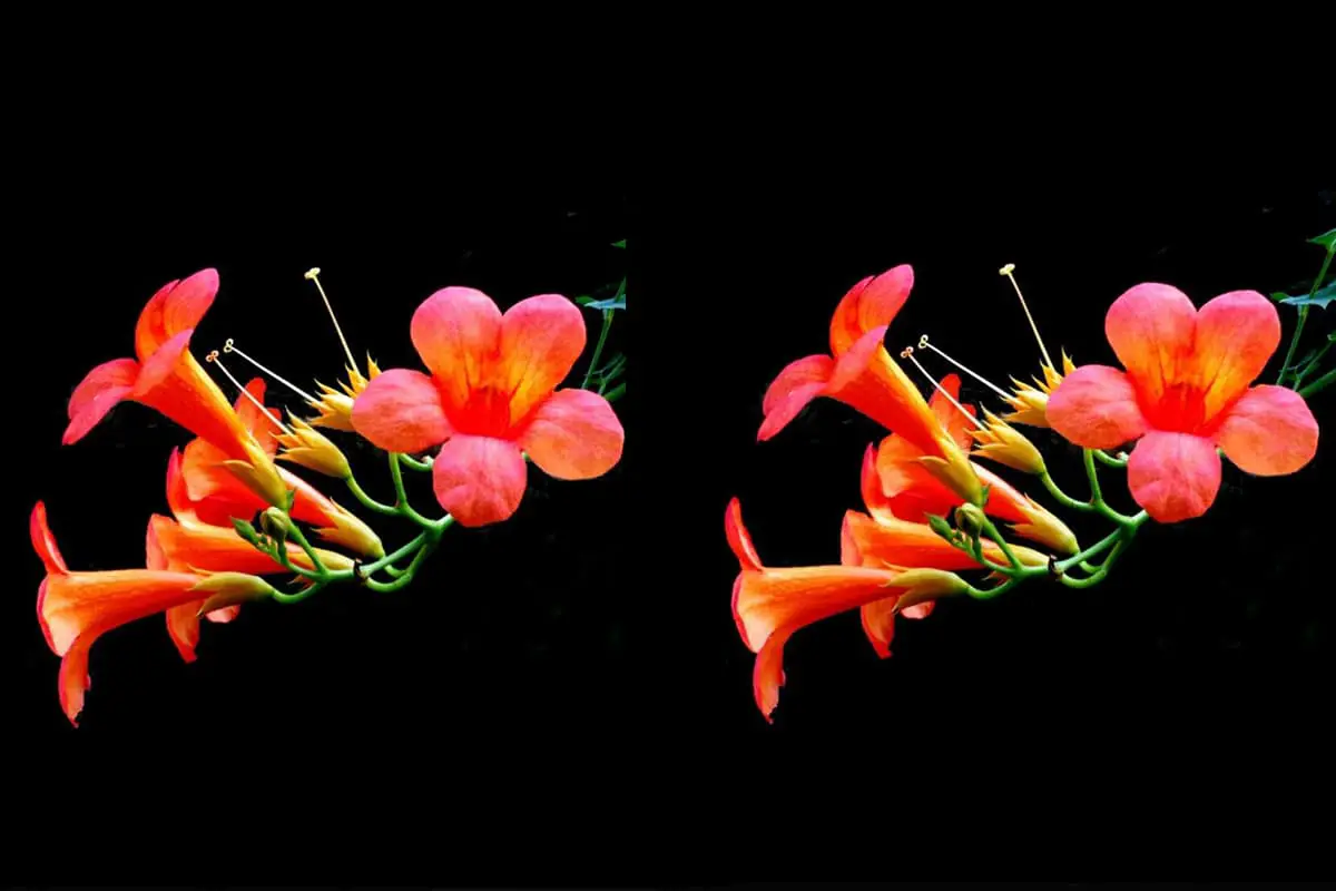 Campsis grandiflora