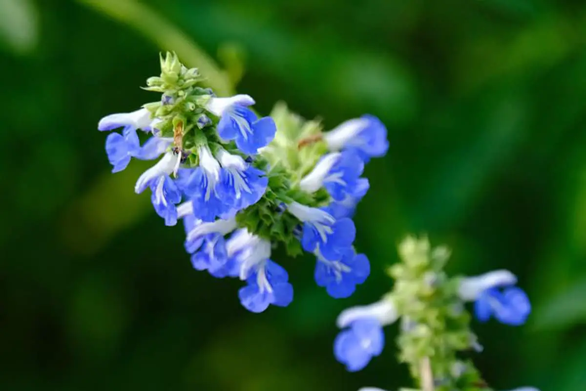 Salvia Farinacea