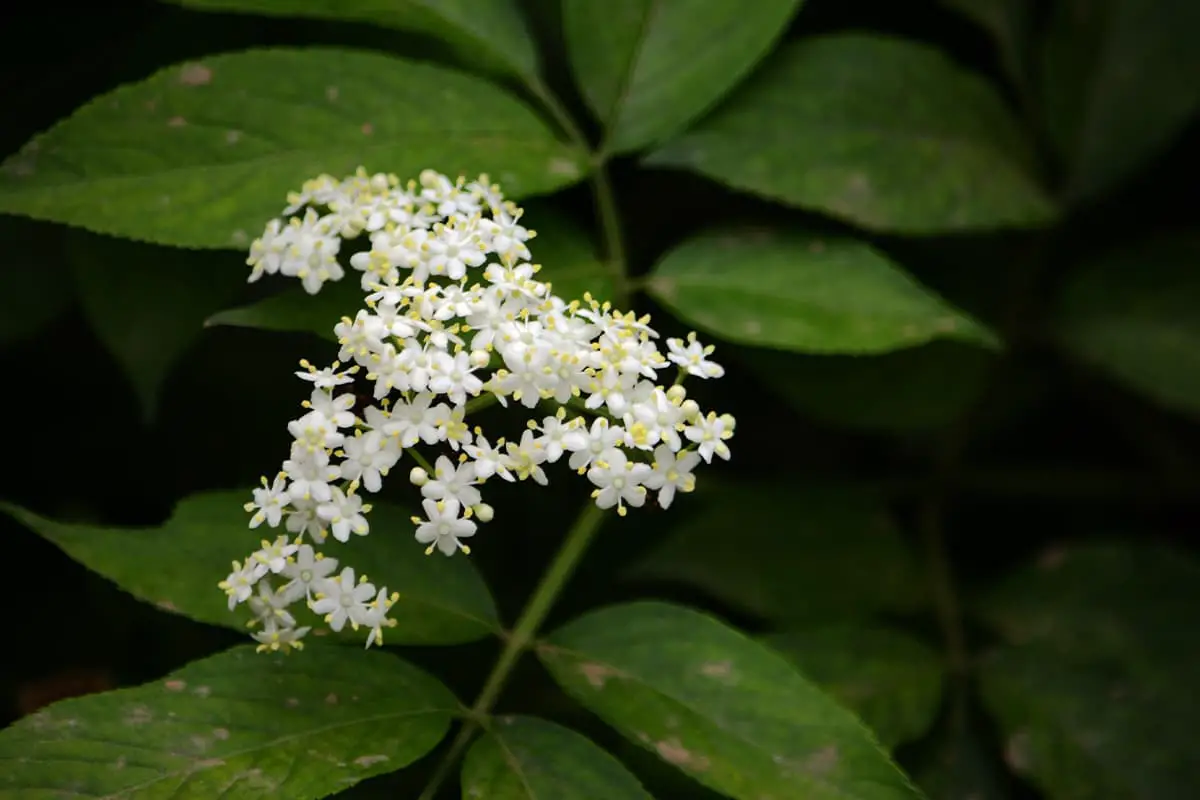 Sambucus Javanica