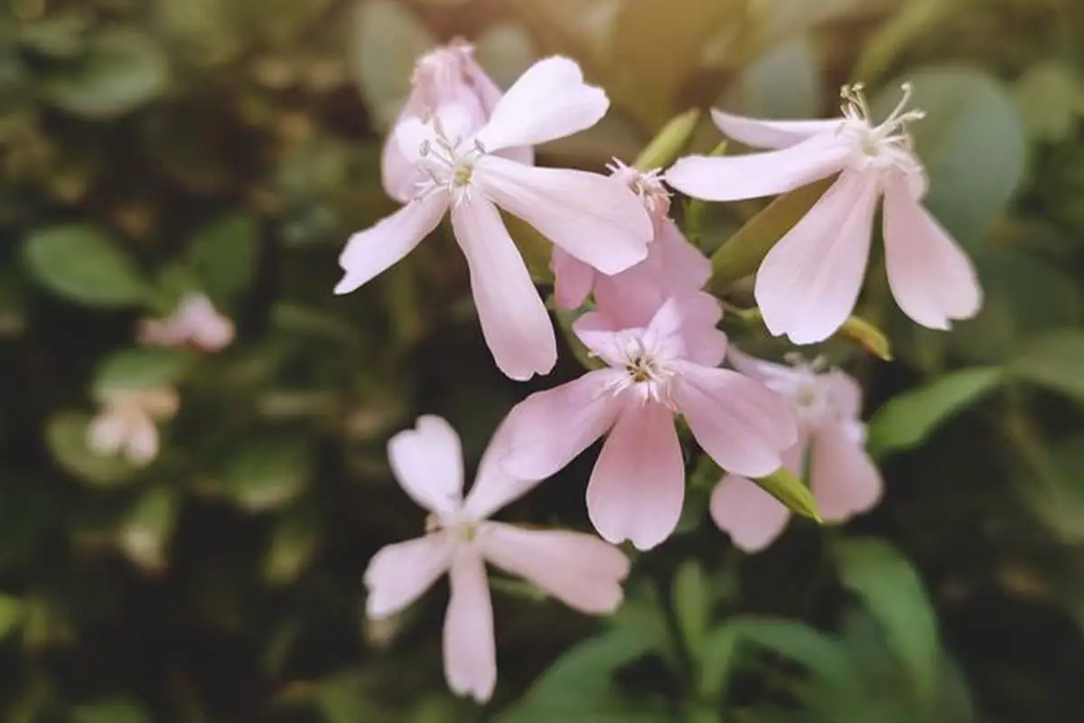 Saponaria Officinalis