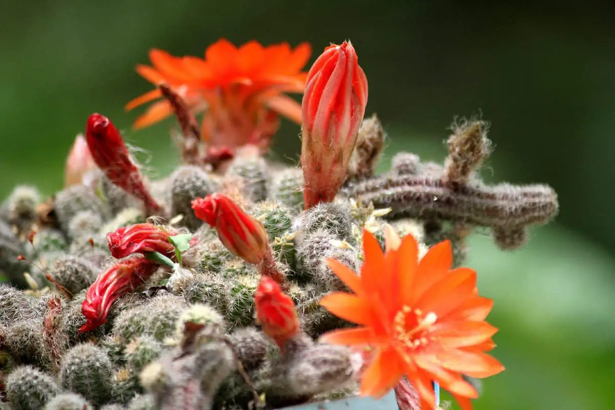 Schlumbergera Bridgesii