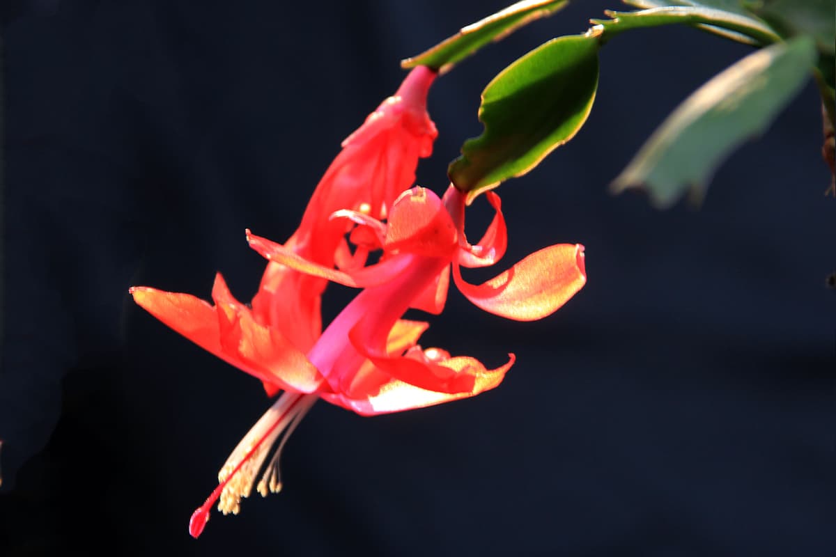 Schlumbergera Truncata 