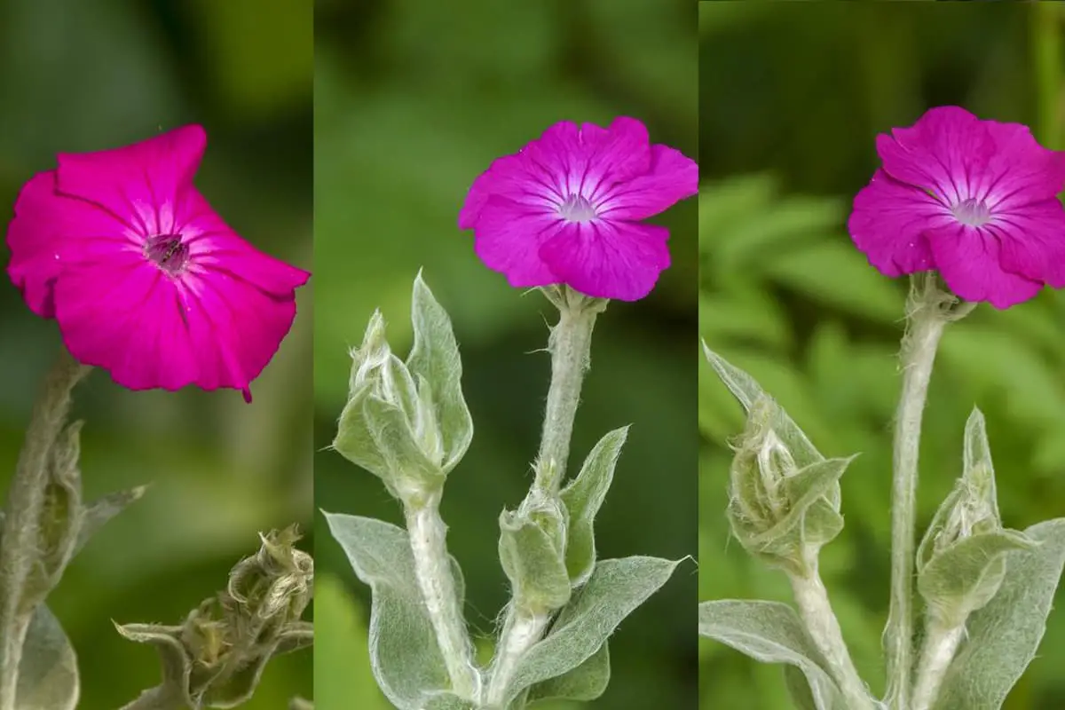 Silene Fulgens