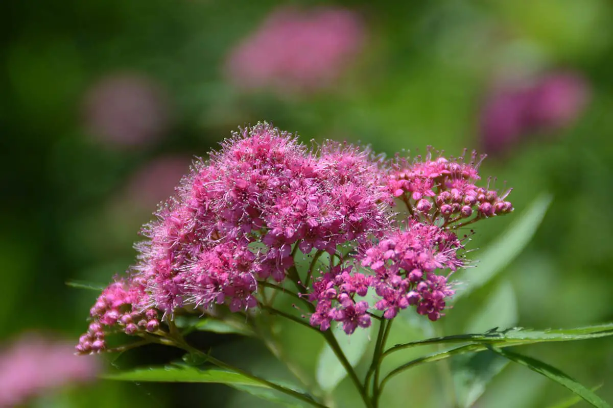 Spiraea Bumalda