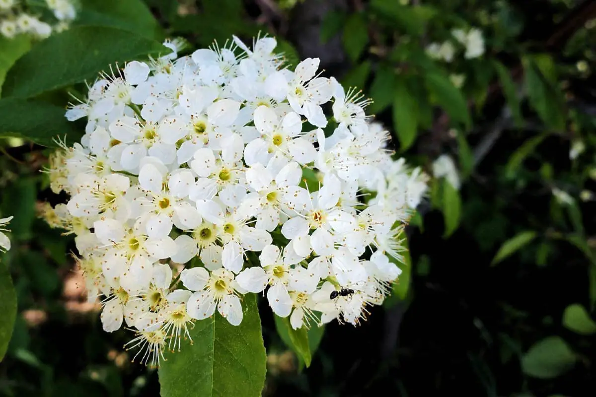 Spiraea Cantoniensis