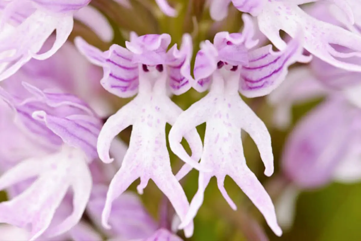 Learn About the Orchis Italica: Basics, Growth, Value and More