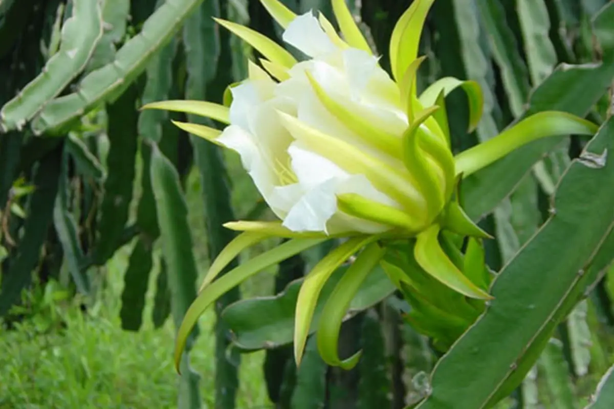 Learn About The Night Blooming Cereus: Basics, Types, Growth & Care, Value and More