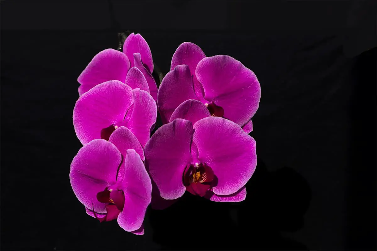 Leer meer over de Phalaenopsis Amabilis: Grondbeginselen, soorten, groei en verzorging, waarde en meer