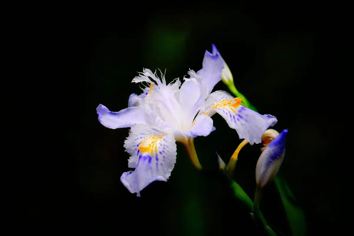 Iris Japonica