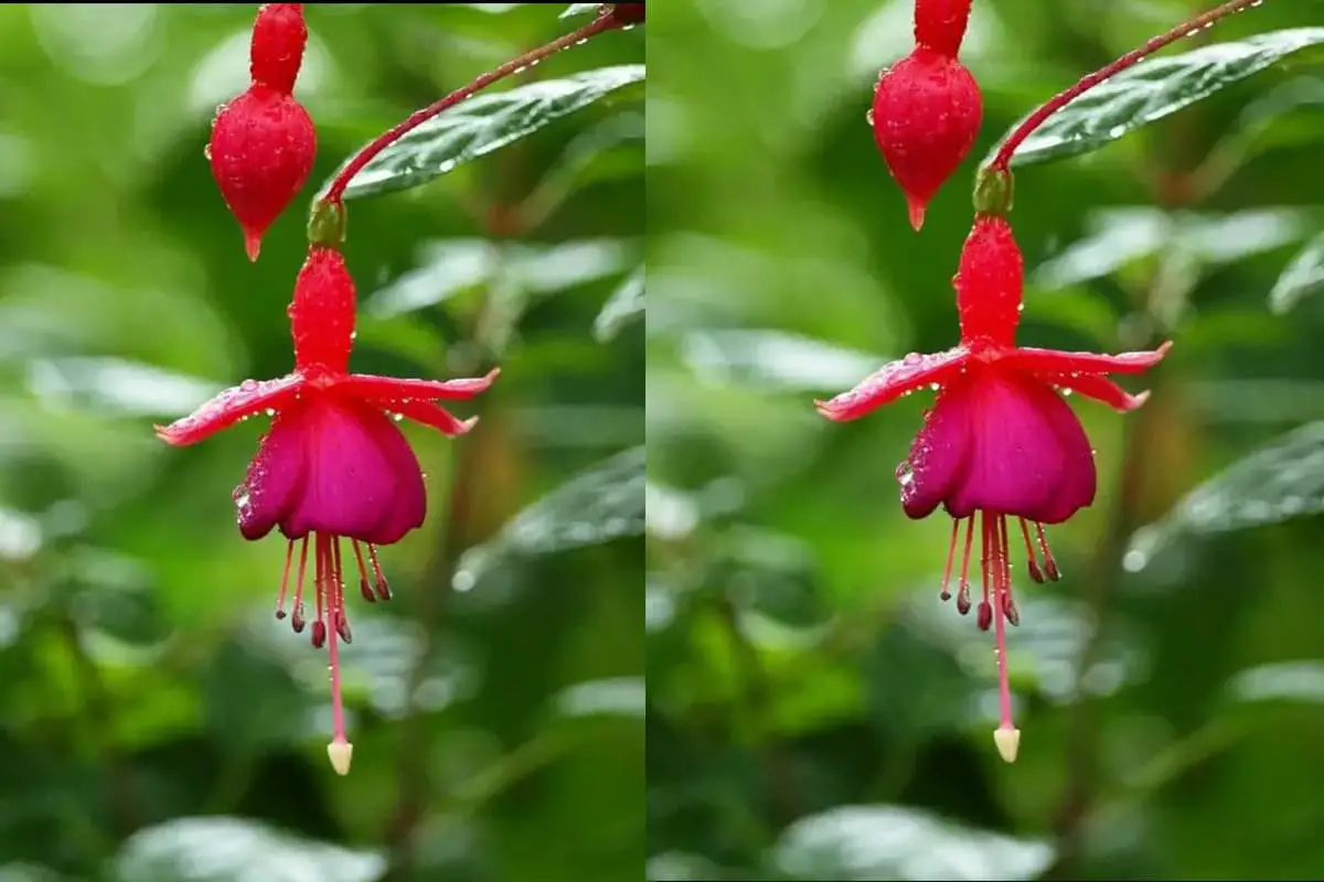 Fucsia