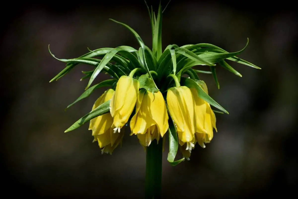 Fritillaria Imperialis