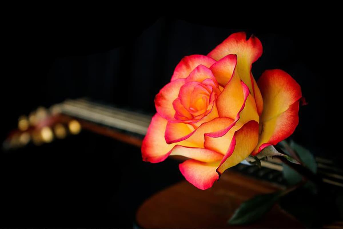 Top 10 Best Chinese Rose Production Sites Unveiled!