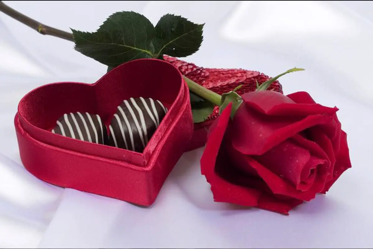 Le langage secret des roses : Gagnez son cœur !