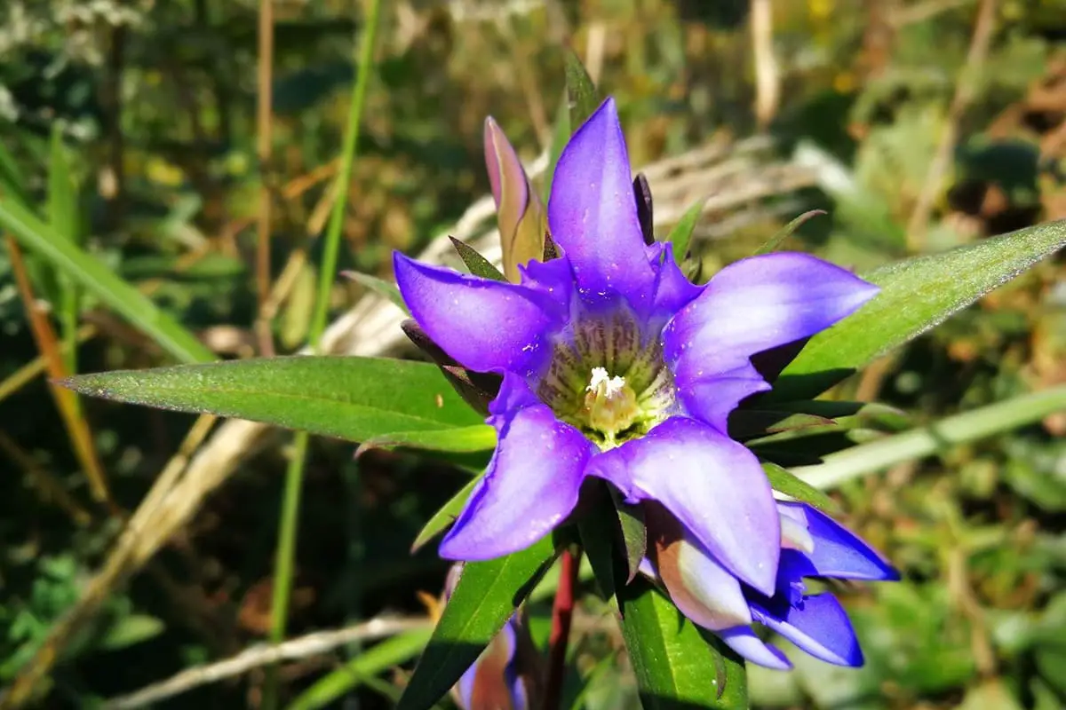 Gentiana scabra Bunge