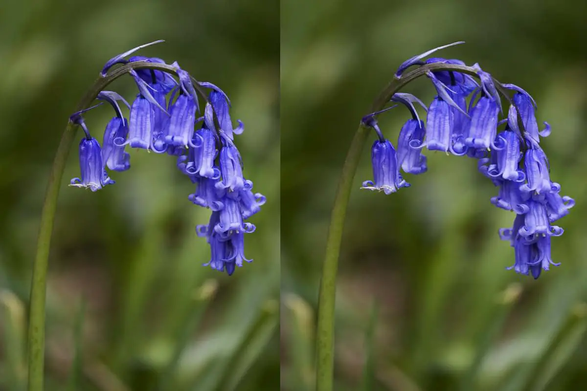 Hyacinthoides non-scripta