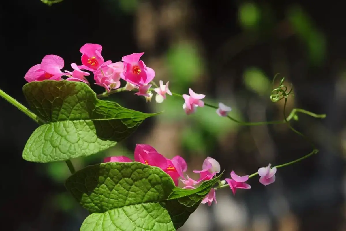Antigonon leptopus