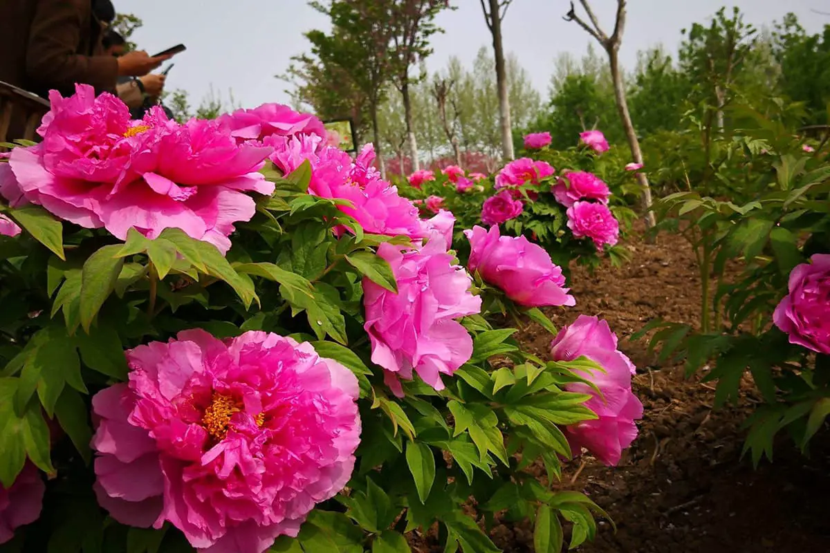 Paeonia suffruticosa