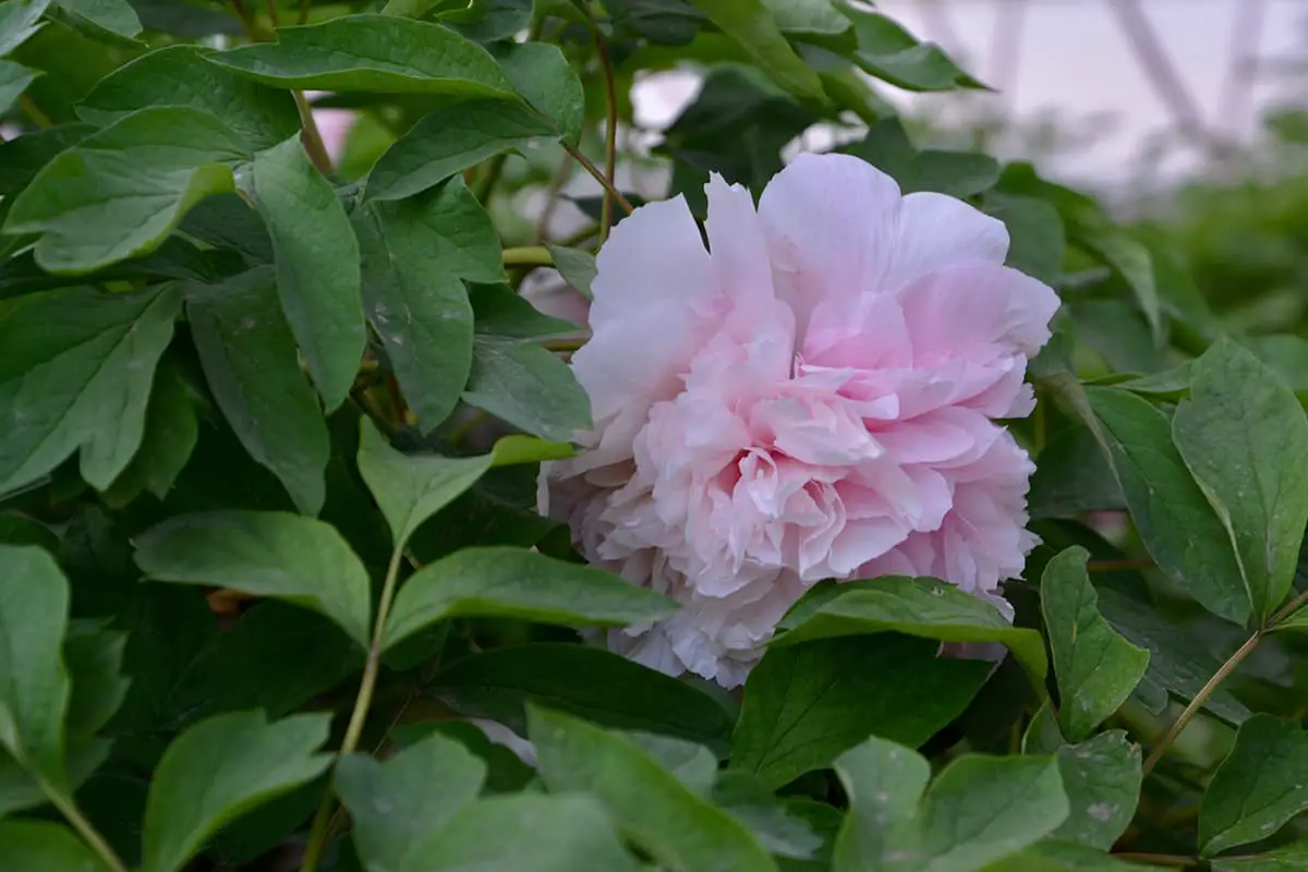 Paeonia suffruticosa