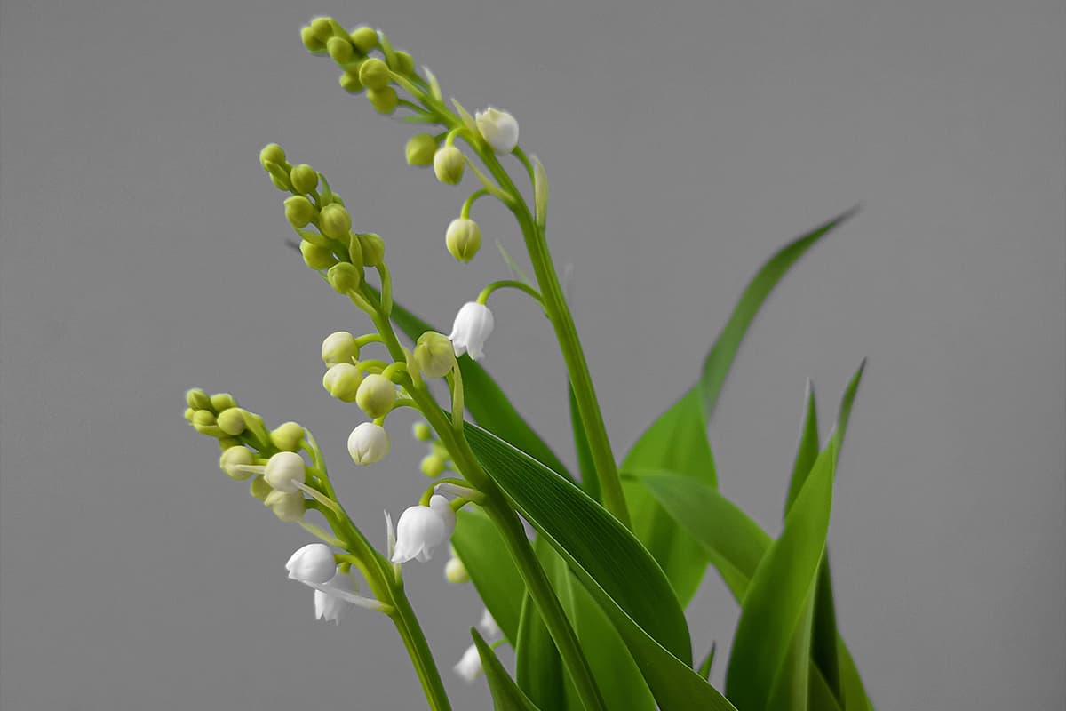 Convallaria majalis