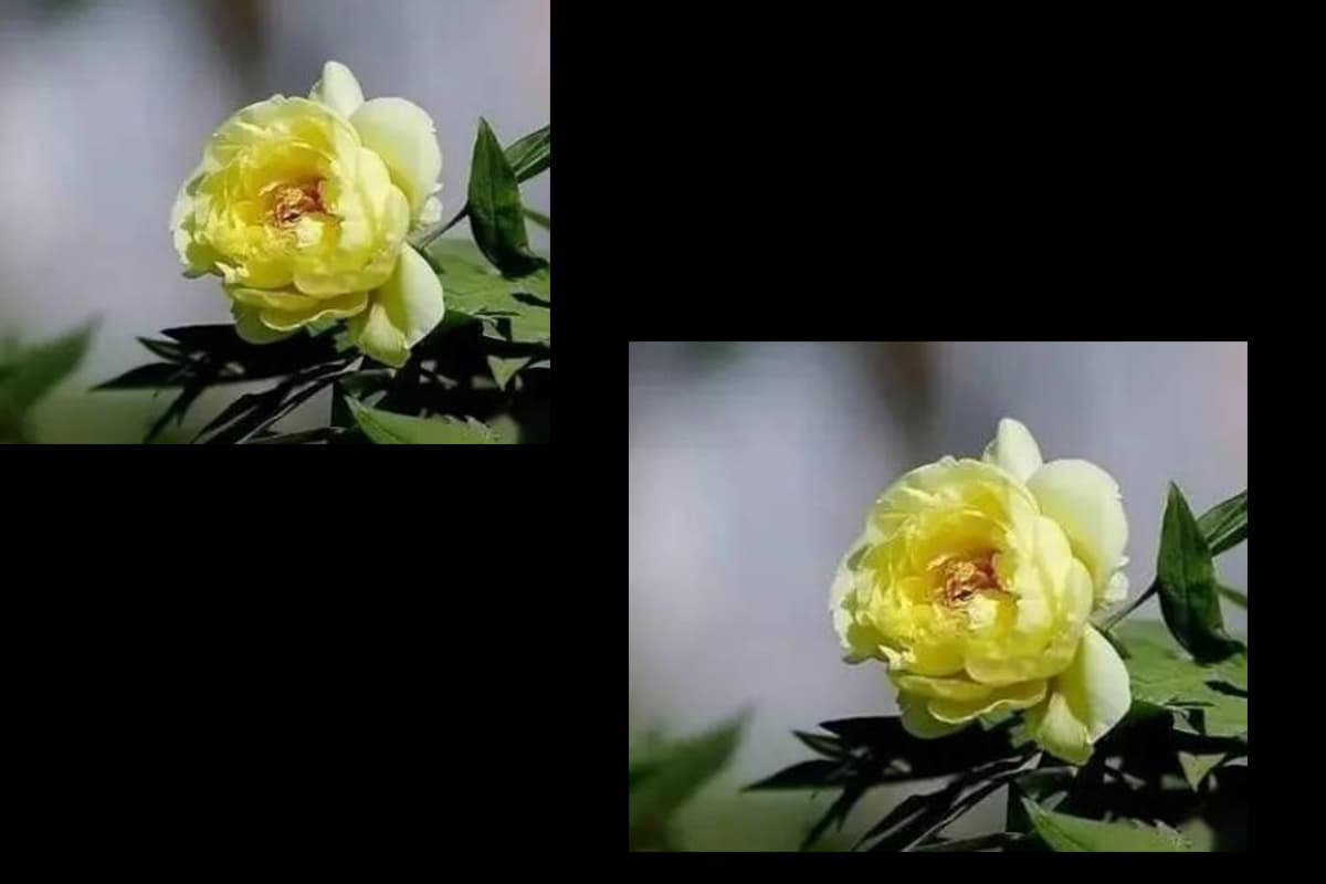 Paeonia suffruticosa