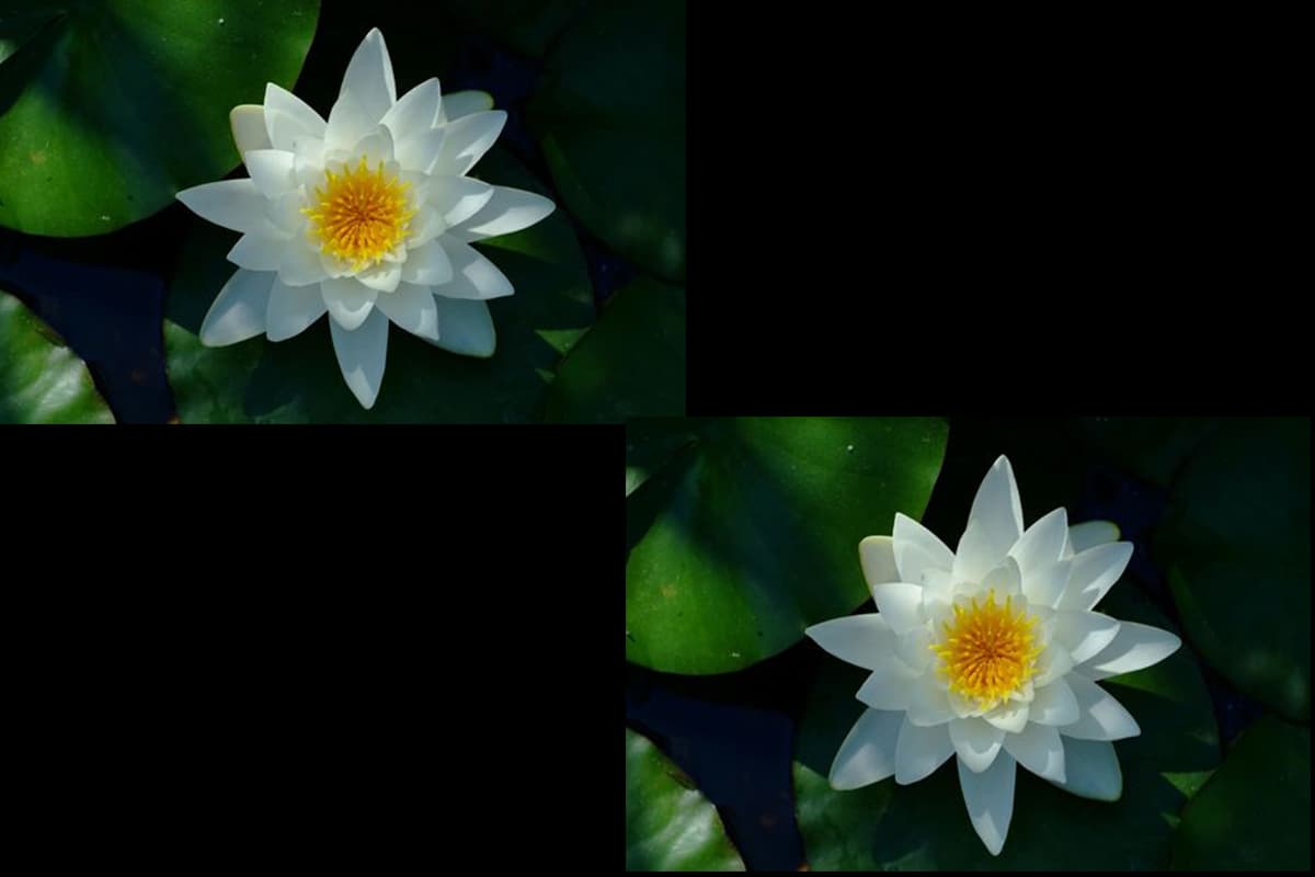 Nymphaea alba