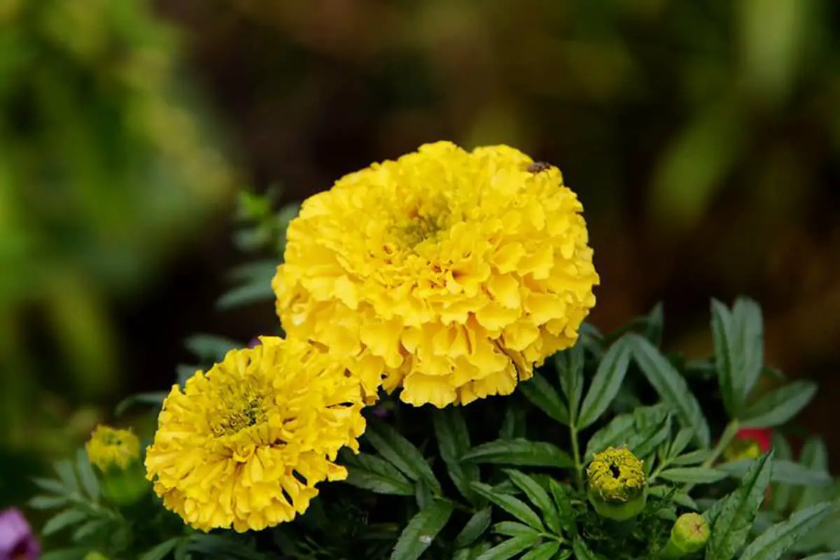 Tagetes erecta