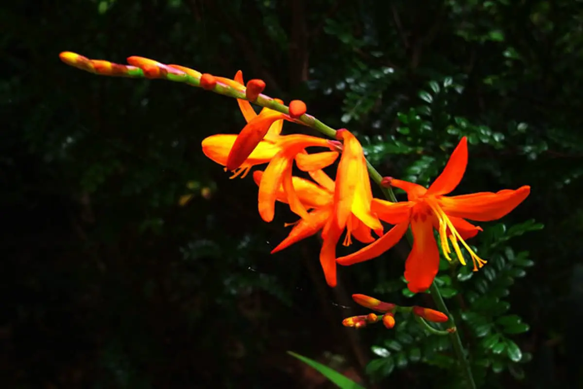 Crocosmia crocosmiflora