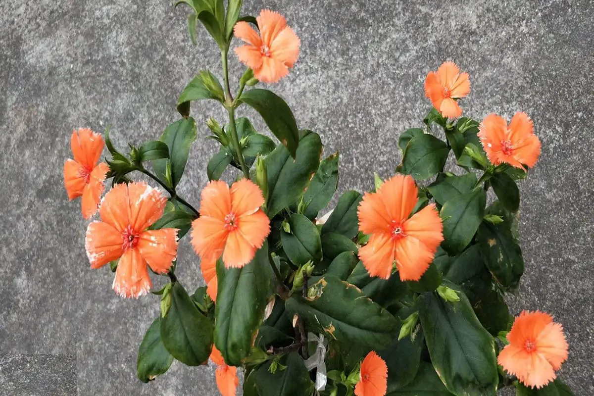 Lychnis coronata