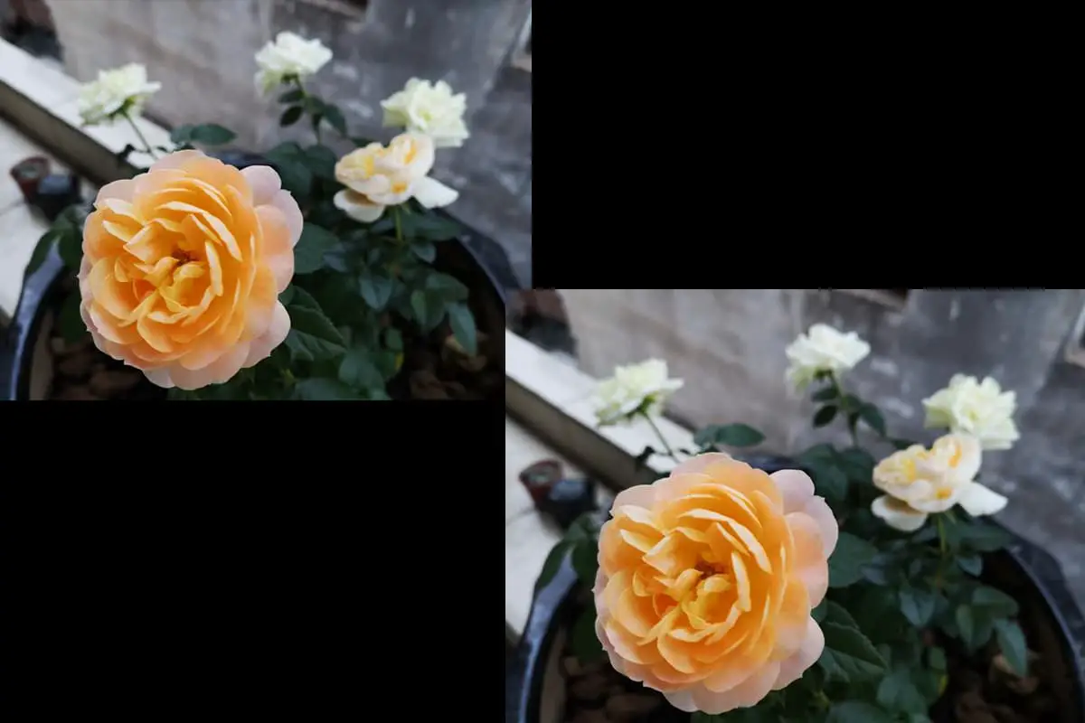 Rosa chinensis