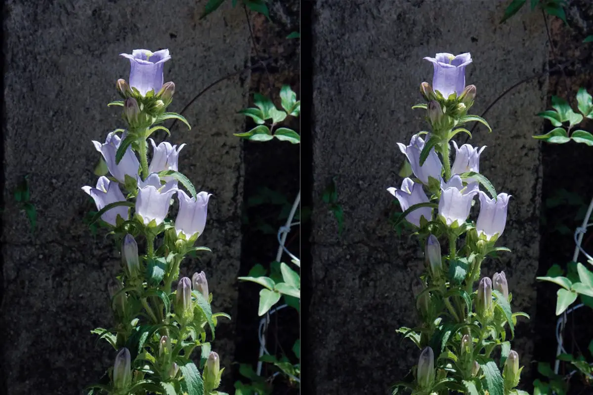 Campanula medium