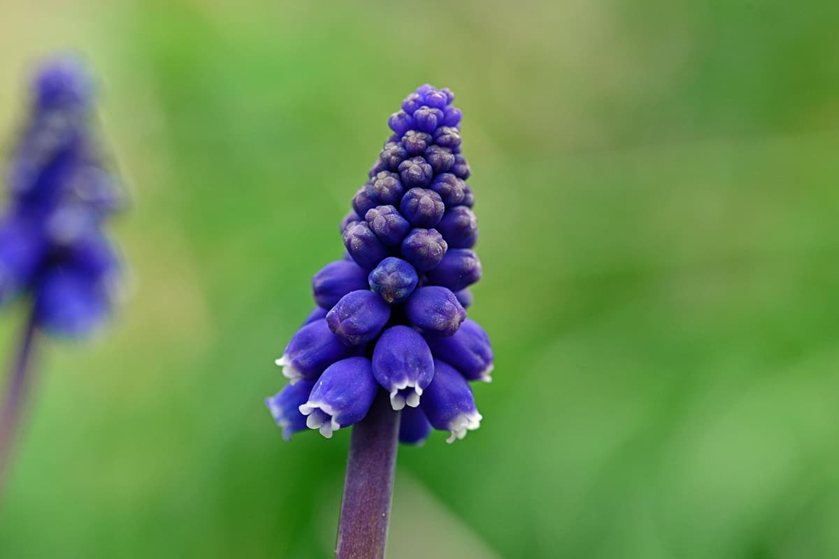 Muscari botryoides