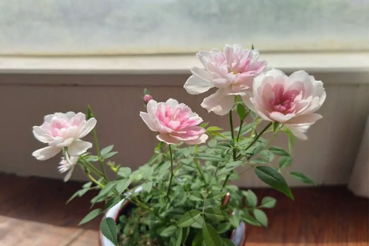 Learn About the Miniature Rose: Basics, Growth & Care, Value and More