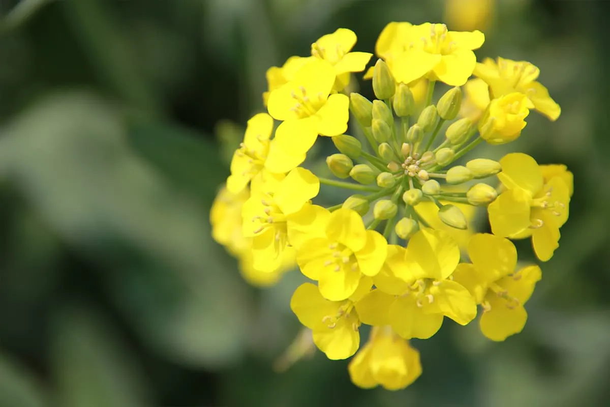 Learn About the Rape Flower: Basics, Growth & Care, Value and More