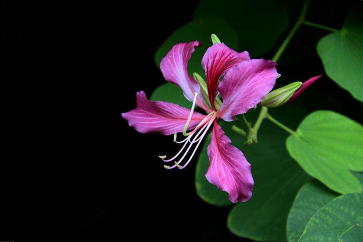 Bauhinia Purpurea