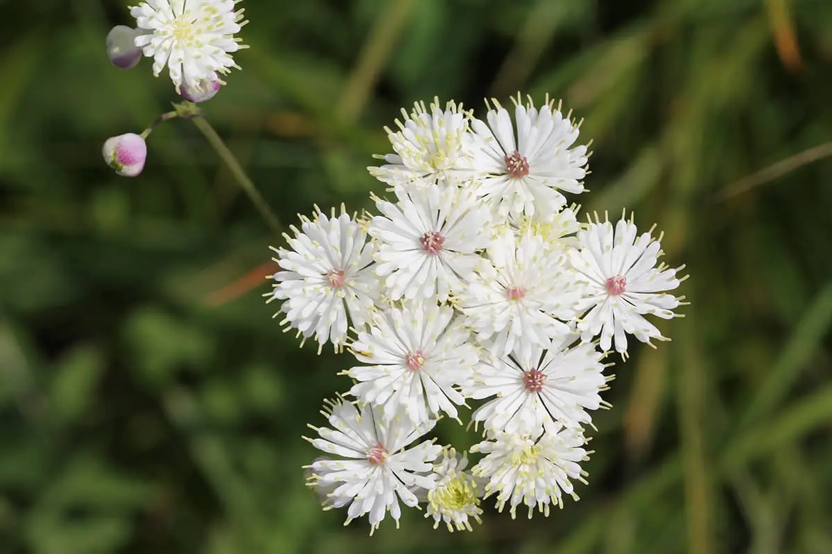 Thalictrum Petaloideum