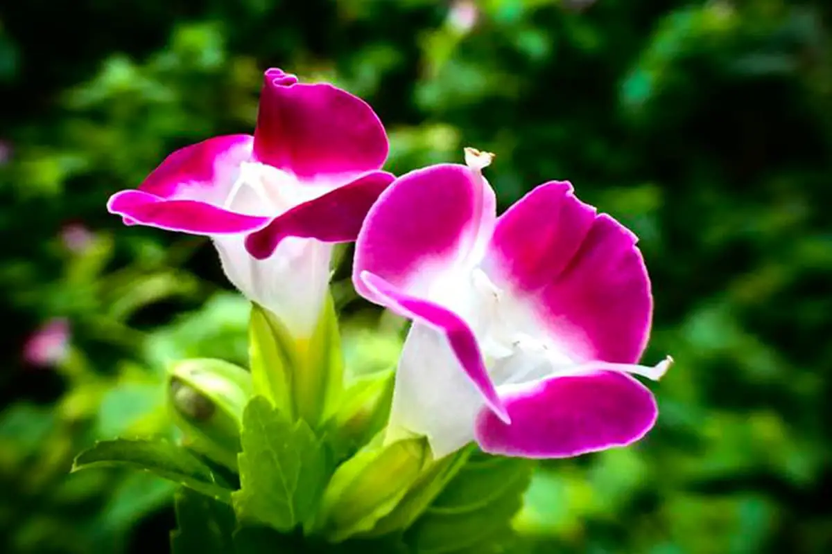 Torenia Fournieri