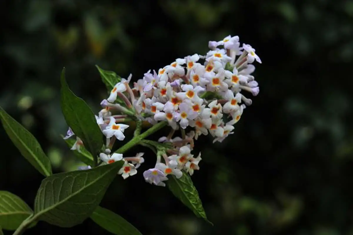 Buddleja officinalis