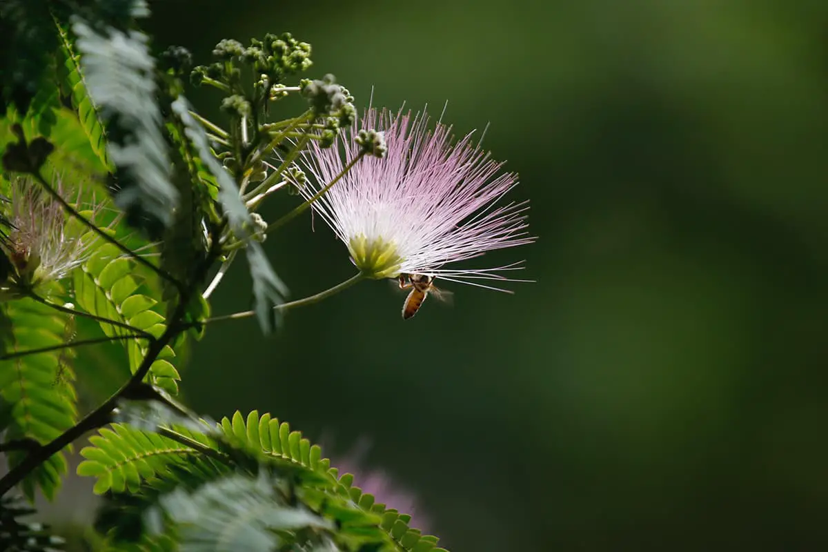 Albizia julibrissin