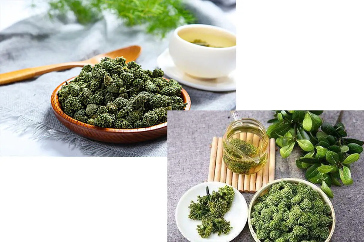 Panax notoginseng