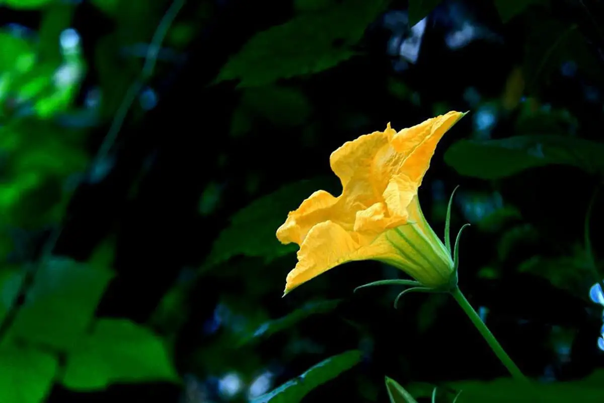 Cucurbita moschata