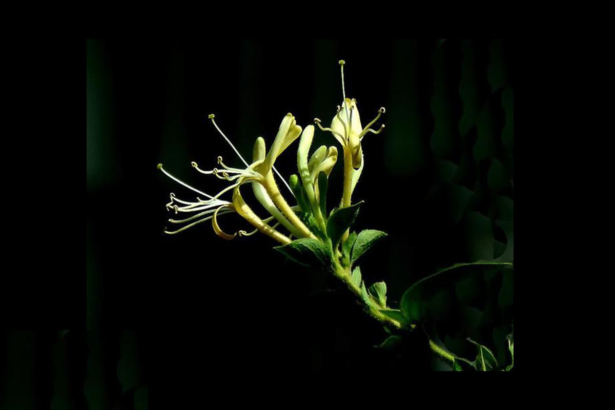 Lonicera japonica