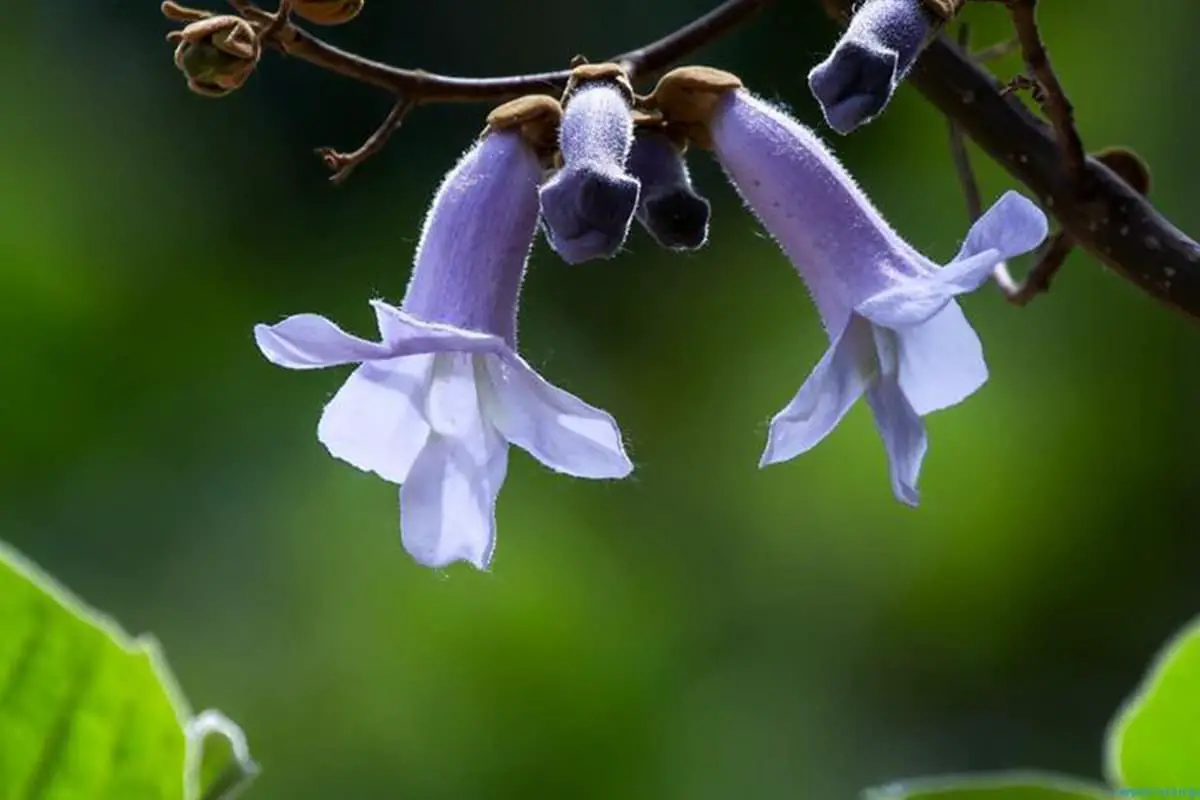 Firmiana Danxiaensis