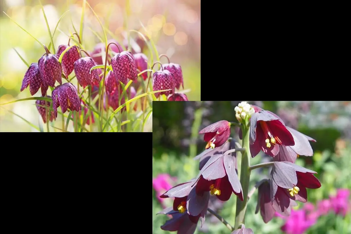 Fritillaria Persica