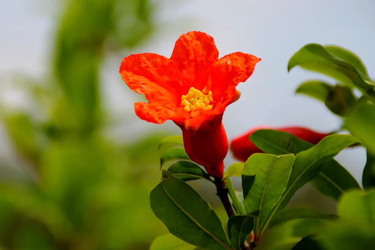 Punicagranatum
