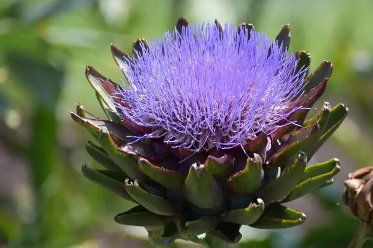 Cynara scolymus