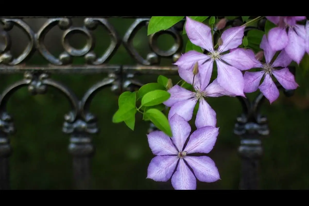 Clematis florida