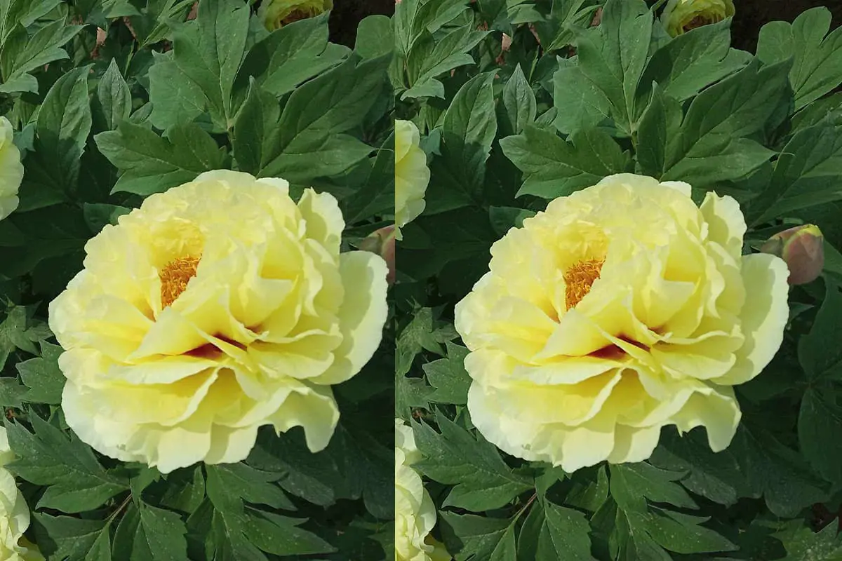 Gioiko Cerasus serrulata